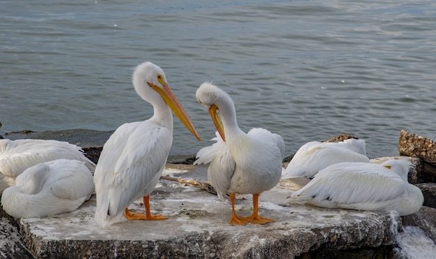 Снимок крупным планом белых пеликанов, сидящих на каменной поверхности в океане