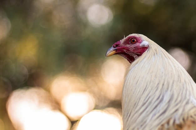 Closeup shot of a white rooster in the outdoor