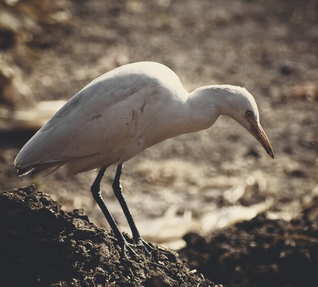 ぼやけた背景を持つ岩の上の白い海鳥のクローズアップショット