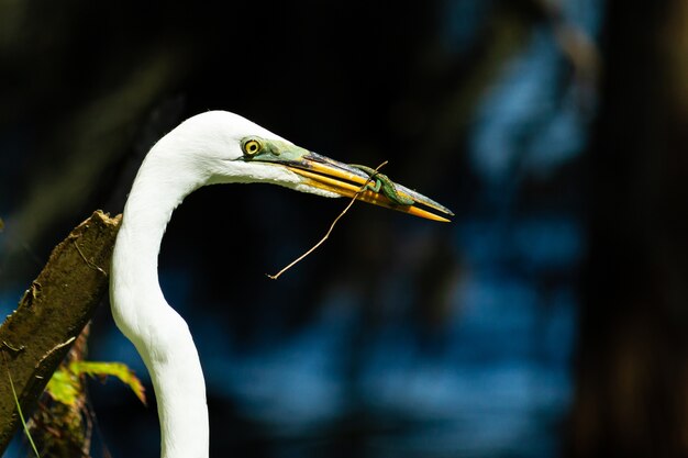 Closeup shot of a white stork eating a frog