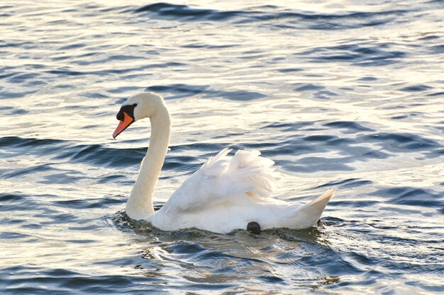 Closeup shot of a white swan on the lake