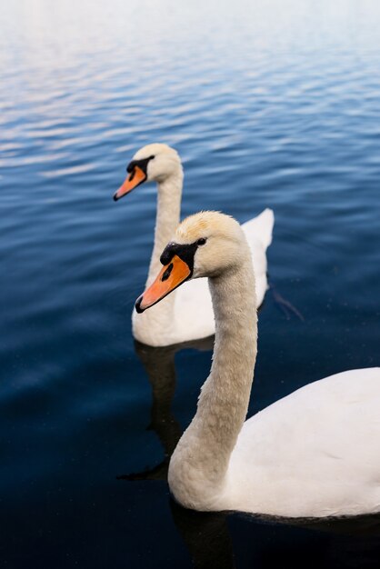 Closeup shot of white swans on the lake