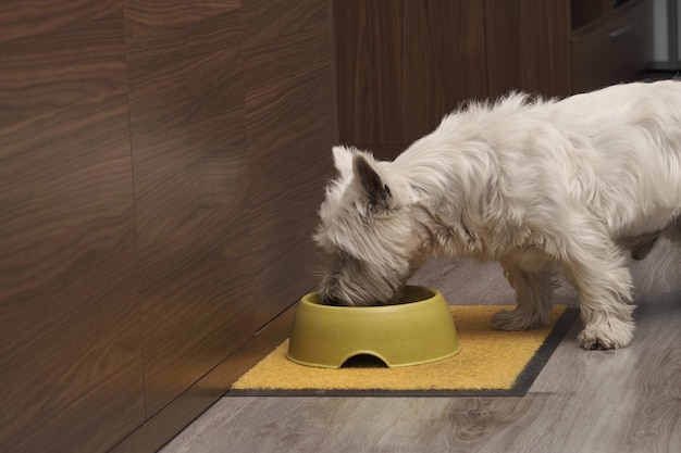 Free photo closeup shot of a white terrier eating from his plate on the floor