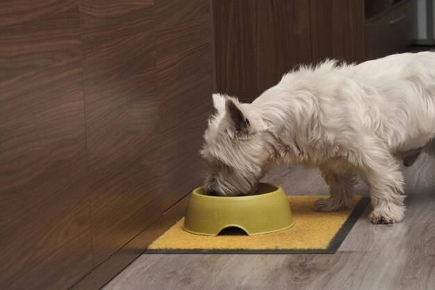 Closeup shot of a white terrier eating from his plate on the floor