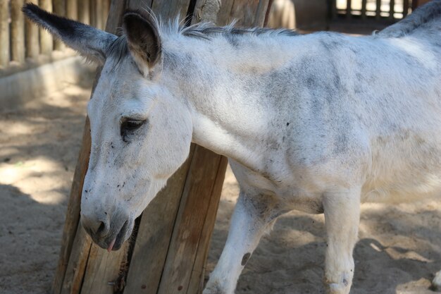 Closeup shot of white wild burro