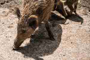 Foto gratuita closeup colpo di cinghiale alimentazione a terra in uno zoo in una giornata di sole