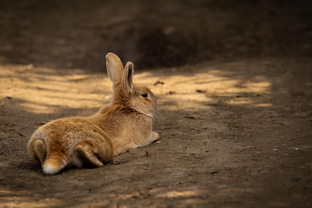 地面の周りに横たわっている野生の茶色のウサギのクローズアップショット