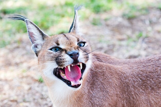 Closeup shot of a wild Caracal with green eyes