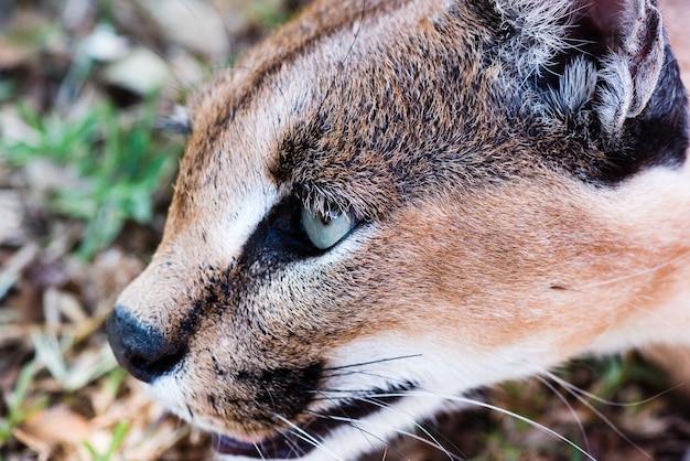 Closeup shot of a wild Caracal with green eyes