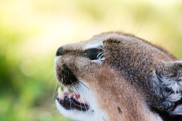 Closeup shot of a wild Caracal with green eyes