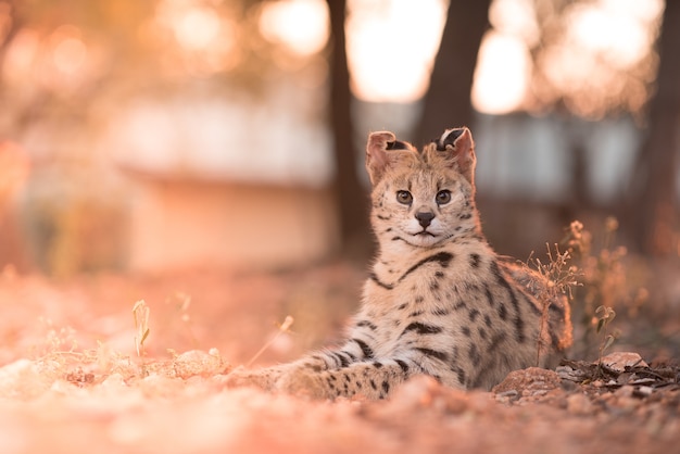 Closeup shot of a wild cat laying on the ground with its ears up