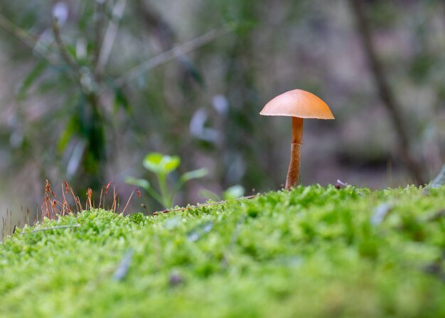 Closeup shot of a wild mushroom growing in grass field