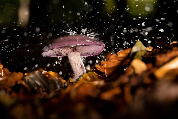 Closeup shot of a wild mushroom under a pouring rain growing in a forest surrounded by leaves