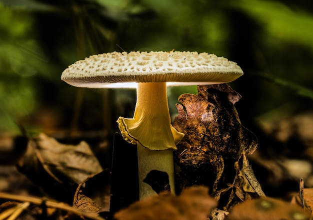 Foto gratuita primo piano di funghi selvatici