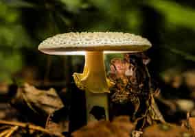 Free photo closeup shot of wild mushrooms