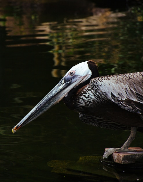 Closeup shot of a wild pelican sitting on a wooden plank and drinking water from the lake