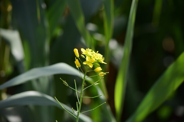 Closeup shot of a wild turnip surrounded by other plants in Malta