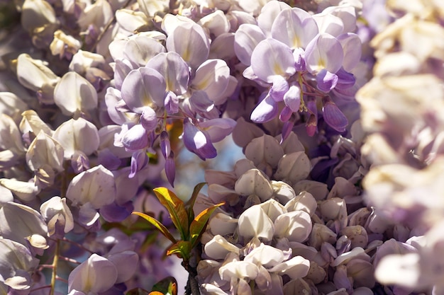 日光の下で藤の花のクローズアップショット