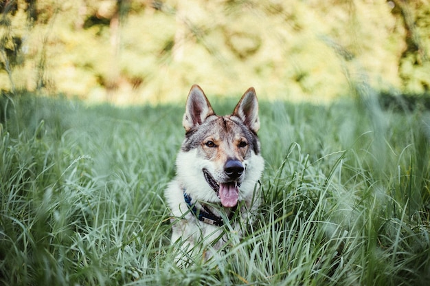 Closeup shot of a wolfdog lying on the grass in the field