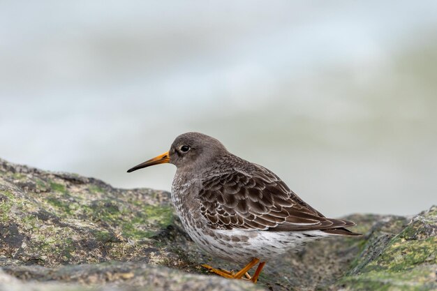 Closeup shot of a Wood Sandpiper on a blurred background