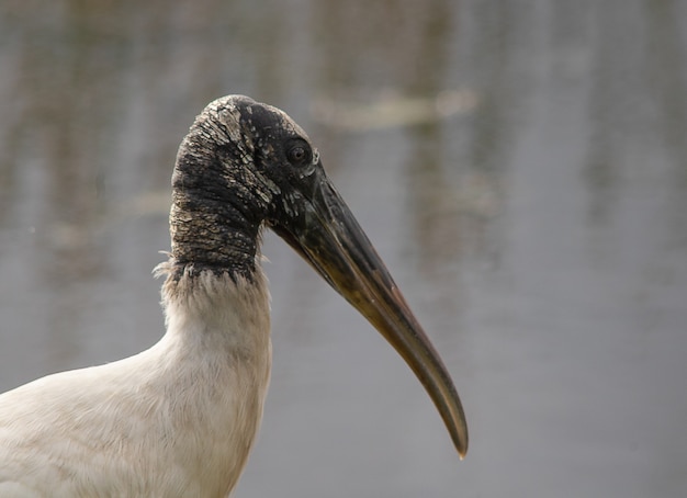 Closeup shot of a wood stork