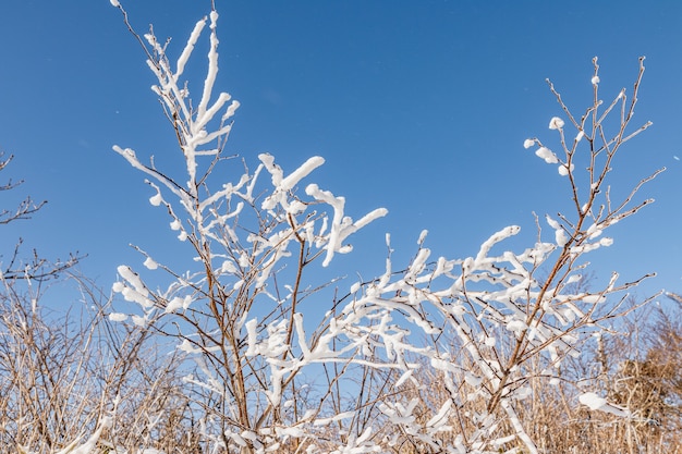 白い雪で覆われた木の枝のクローズアップショット