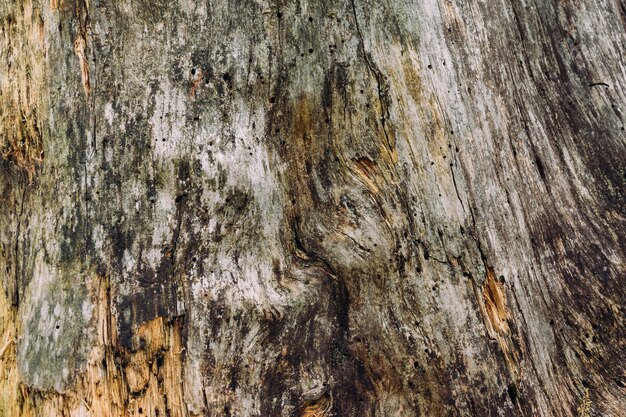 Closeup shot of wooden texture of a tree