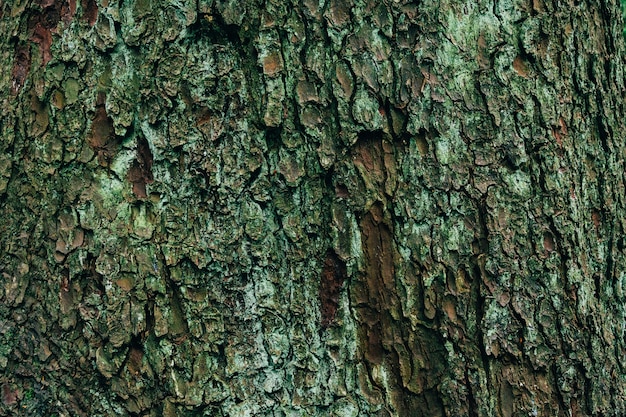 Foto gratuita closeup colpo di struttura in legno di un albero