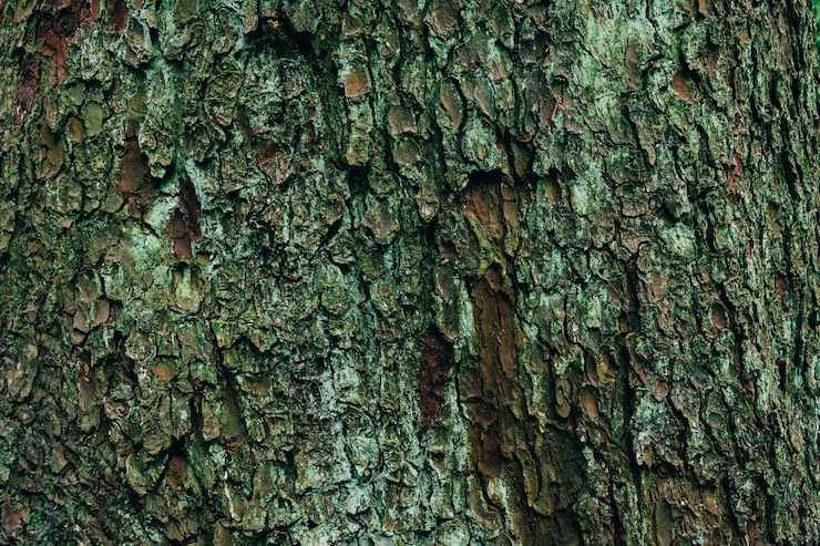 Free Photo closeup shot of wooden texture of a tree