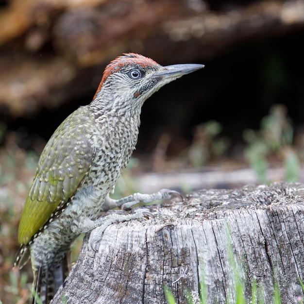 Closeup shot of a woodpecker perched on wood in a park