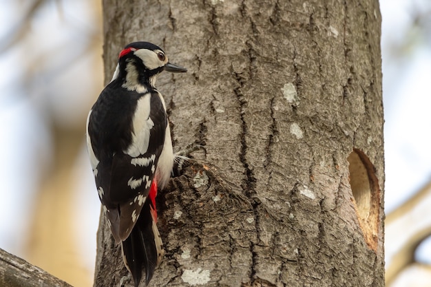 Closeup shot of a woodpecker on a tree