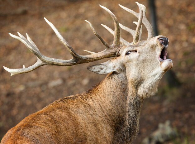 Closeup shot of a yawning deer with beautiful horns