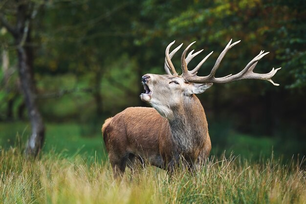 Closeup shot of a yawning deer with beautiful horns