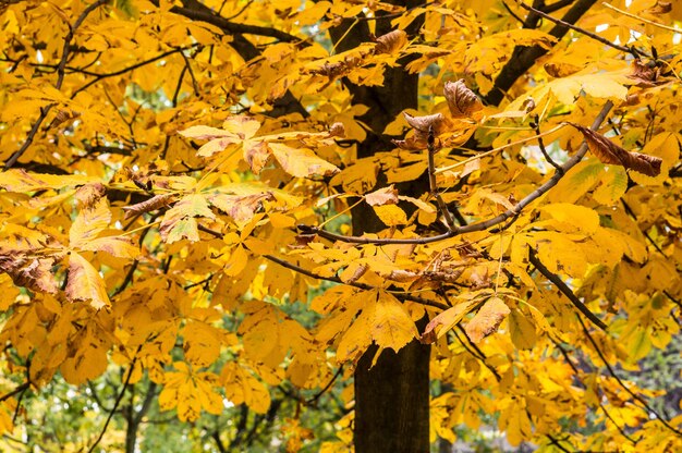 木の上の黄色の紅葉のクローズアップショット