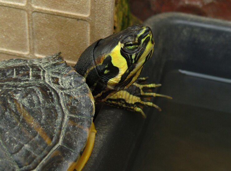 Free Photo closeup shot of a yellow-bellied slider
