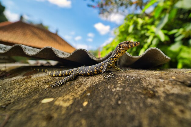 Closeup shot of a yellow and black lizard