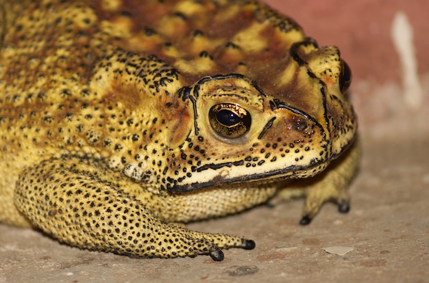 Closeup shot of a yellow and brown frog on the ground