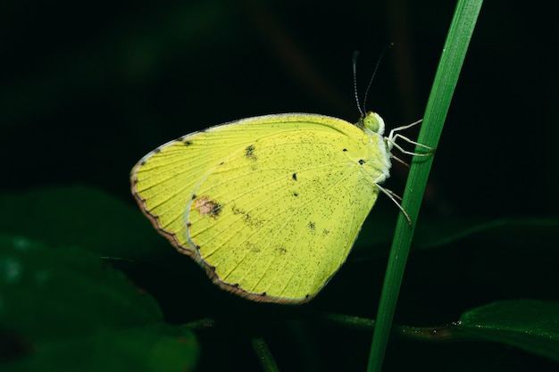 Closeup shot of a yellow butterfly