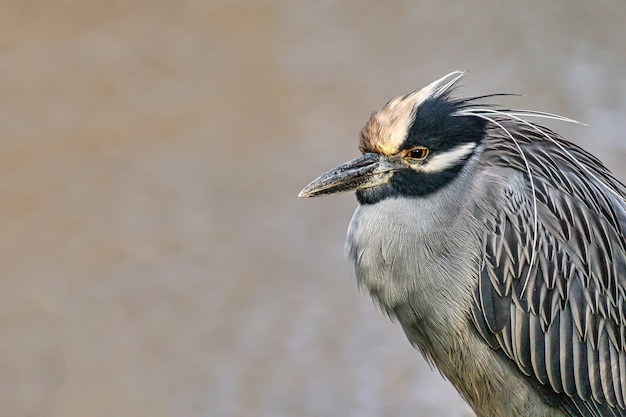 Closeup shot of a yellow-crowned night heron