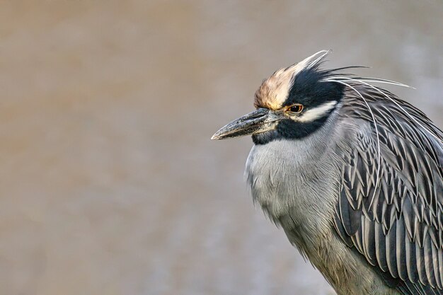 Closeup shot of a yellow-crowned night heron