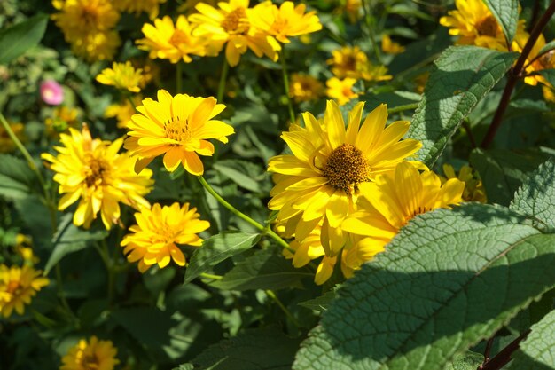 Closeup shot of yellow flowers