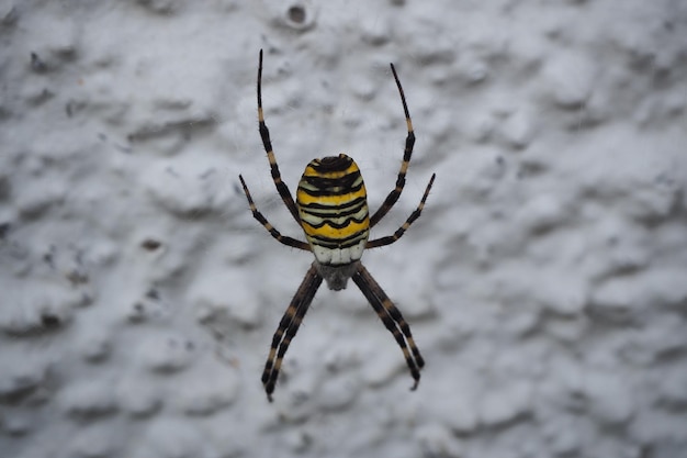 Free photo closeup shot of a yellow garden spider coming down