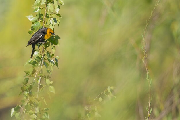 Closeup shot of a yellow headed blackbird on a branch