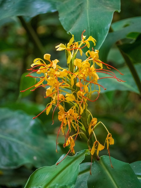 Closeup shot of yellow kahili ginger flowers with greenery