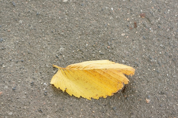 Closeup shot of a yellow leaf on the asphalt