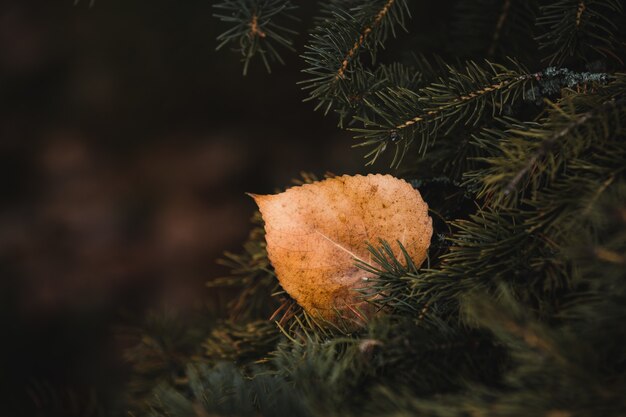 Closeup shot of yellow leaf