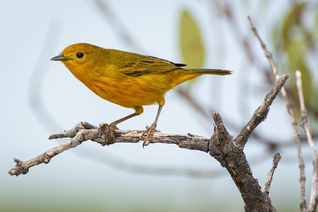 Una foto ravvicinata di un canarino giallo della mangrovia