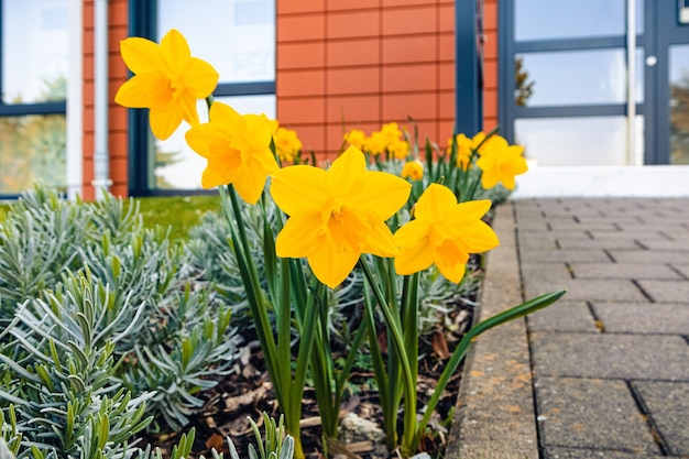 Closeup shot of yellow narcissus flowers with greenery