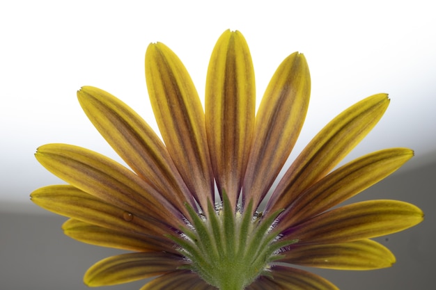 Colpo del primo piano di un osteospermum giallo isolato su un bianco