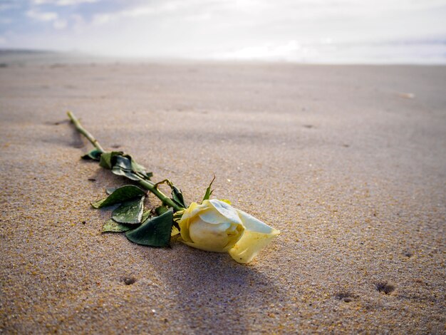 Closeup shot of a yellow rose on the beach on a sunny day with a blurred background